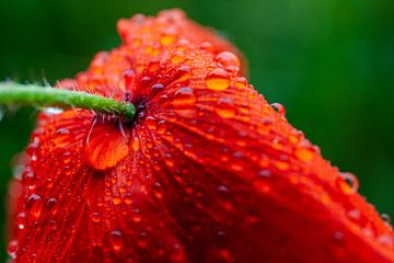 Poppy after the rain by Ann Motet