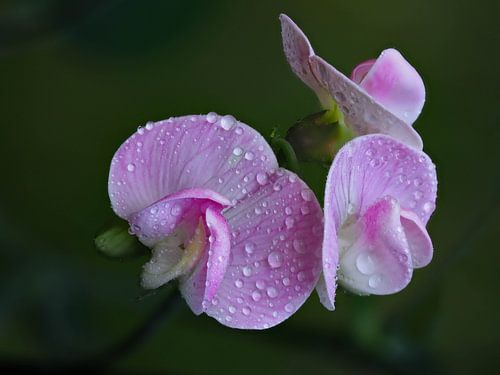 Wilde Lathyrus in wetlook