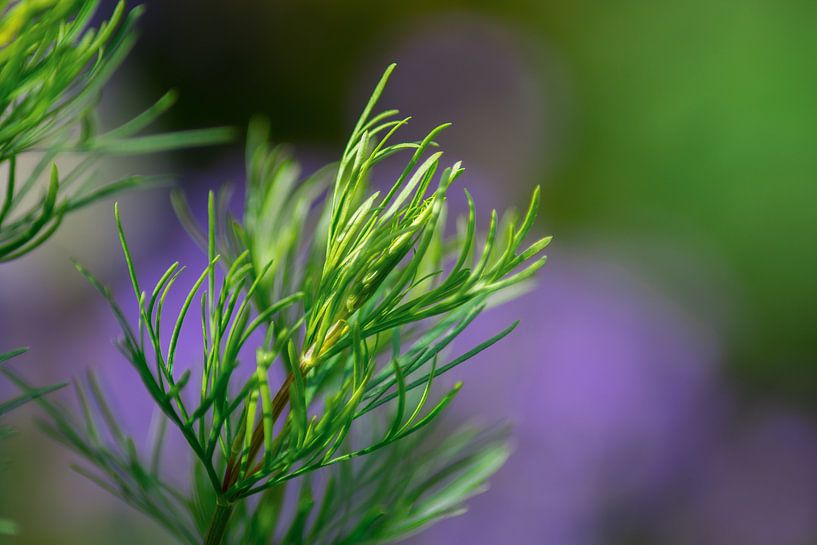 Plant von Tomas S.