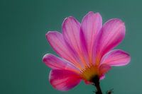 Pink & Green Back