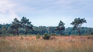 Reihe von Fliegenkiefern am Waldrand | Kalmthoutse Heide