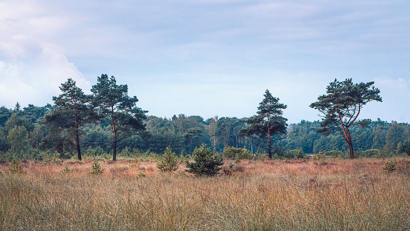 Rij vliegendennen aan de rand van het Bos | Kalmthoutse Heide van Daan Duvillier | Regio in de Kijker