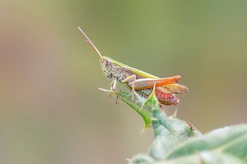 Grashüpfer sitzt auf einer Distel mit Stacheln von Mario Plechaty Photography