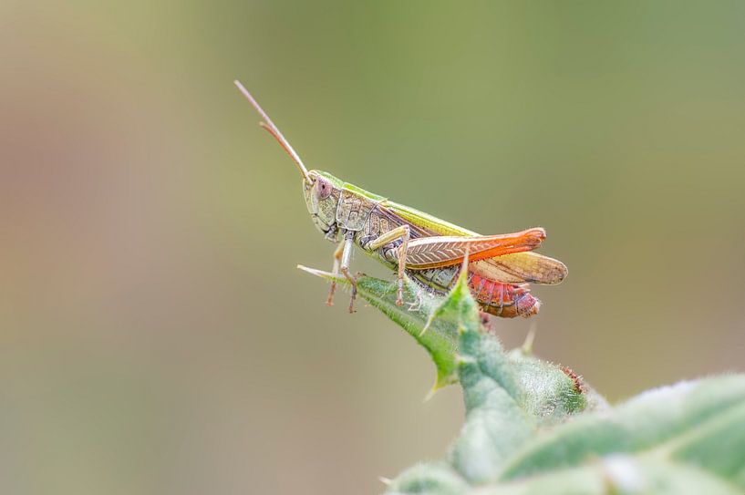 Grashüpfer sitzt auf einer Distel mit Stacheln von Mario Plechaty Photography