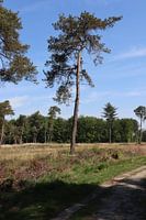 Repaire au bord de l'étang