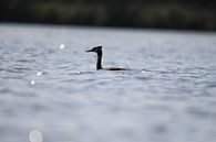 Dromerige Fuut by Kimberly de Pater thumbnail