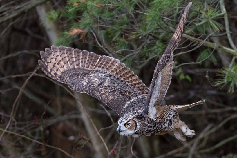 Majestic Owl by Hello Pompoyo