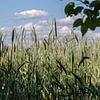 Graanveld in de zomer van Thomas Heitz