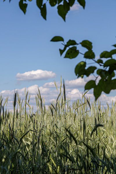 Graanveld in de zomer van Thomas Heitz