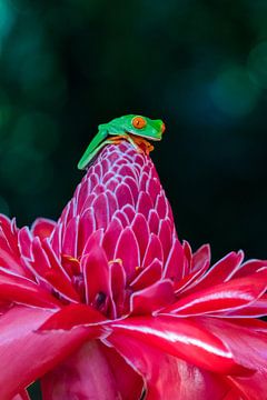 Red-eyed tree frog on flower by Lars van der Sanden