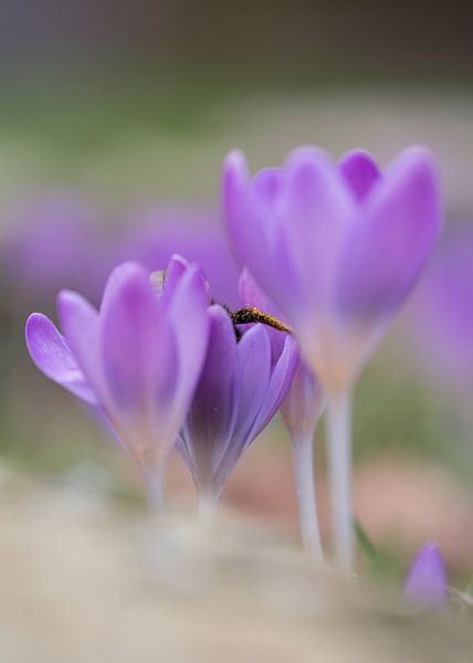 Krokus lekkernijen van Chantal van Dooren