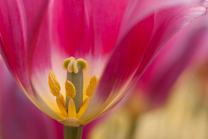 L'intérieur d'une tulipe hollandaise par Birgitte Bergman
