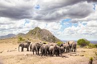 Kudde olifanten op de savanne Kenia, Afrika van Fotos by Jan Wehnert thumbnail