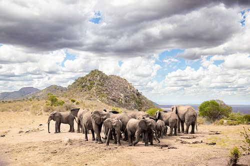 Kudde olifanten op de savanne Kenia, Afrika