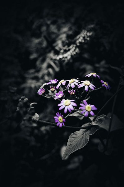 Garajonay by Kim Herber