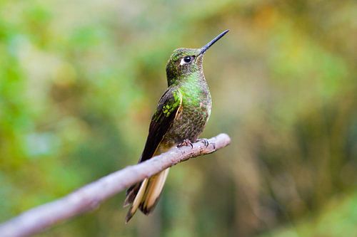 Kolibri rustend op een tak