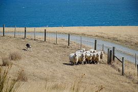 Chasing them towards the pen by Frank's Awesome Travels