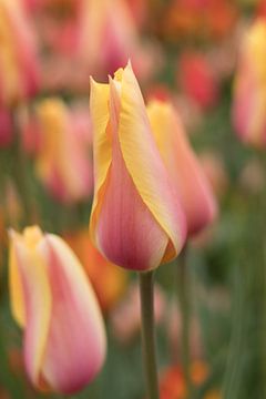 Tulpen (Keukenhof) van Marianne Twijnstra