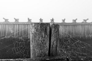 Palendijk dans le brouillard sur Felix Sedney