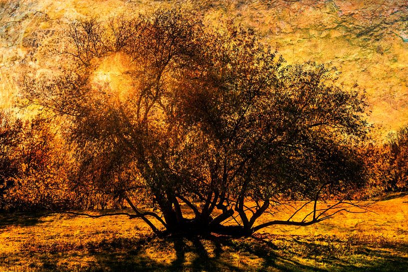 Multiple exposure bare tree backlit with sun by Dieter Walther