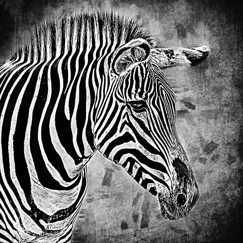 Black and white portrait of a zebra (mixed media)