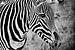 Schwarz-Weiß-Porträt eines Zebras (Mischtechnik) von Art by Jeronimo