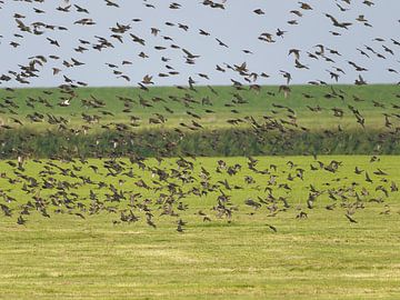 A flight of starlings by BHotography