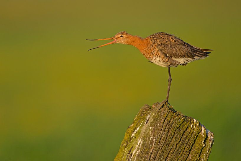 Schwarzschwanzschnepfe schreit an einer Stange im Polder. von Jeroen Stel