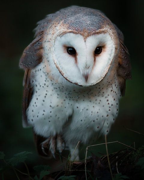 Schleiereule von Nardo Jacobs
