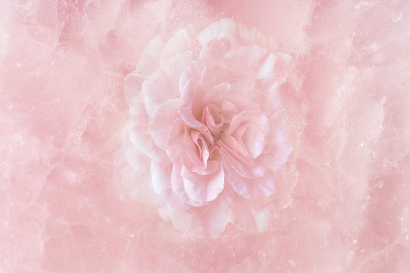 Rose Roos op Roze  kwarts (rozenkwarts) van Peter Hermus
