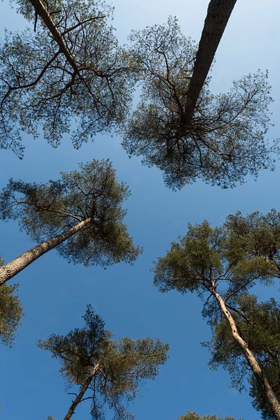 Hoge bomen en blauwe lucht van Merijn Loch