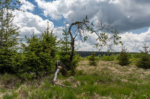 Landscape at Baraque Michel (Belgium)