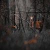 Cerf dans la forêt sur Kim van Beveren