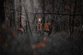 Deer in the forest by Kim van Beveren
