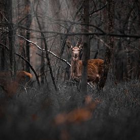 Hirsche im Wald von Kim van Beveren