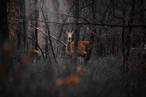Cerf dans la forêt