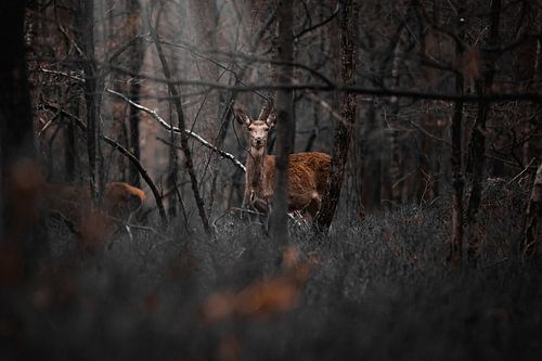 Cerf dans la forêt sur Kim van Beveren