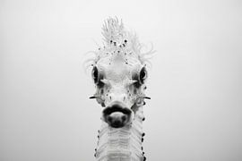 Seahorse by Poster Art Shop