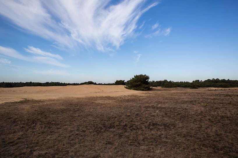 Zandvlakte De Hoge Veluwe 1 - Autumn in Hoenderloo by Deborah de Meijer