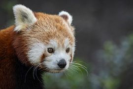 Roter Panda von Rudie Knol