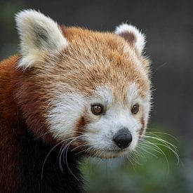 Rode panda van Rudie Knol