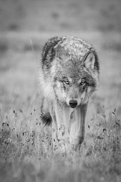The Wolf in the Netherlands by Menno Schaefer