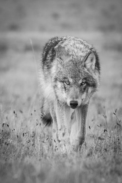 The Wolf in the Netherlands by Menno Schaefer