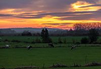 Cows in the meadow