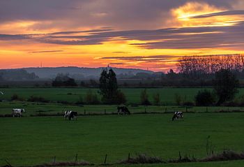 Des vaches dans la prairie