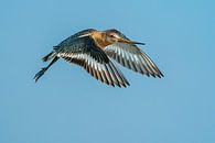 Grutto - Nationale vogel van Nederland (NL) van Paul van der Zwan thumbnail