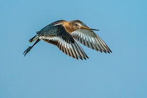 Grutto - Nationale vogel van Nederland (NL) van Paul van der Zwan