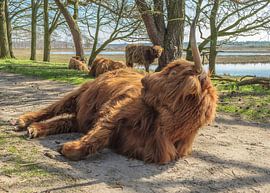Schotse Hooglanders