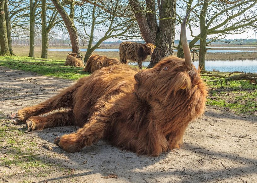 Scottish Highlanders by Freddie de Roeck