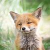 Petit renard dans les hautes herbes sur Erik Lei
